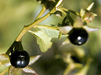 Belladonna Self-Poisoning:The Biomedical and The Literary