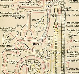 Familial Dysautonomia Experience:The Biomedical and The Literary