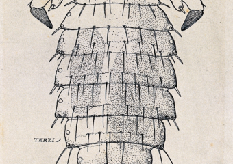 Reading Rats, Lice and History During the 2020 Coronavirus Pandemic…for Pleasure